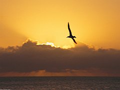 Sea Gull at Sunset, California